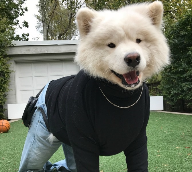 Image result for dog wearing clothes