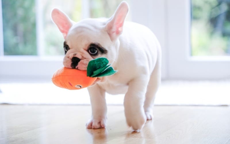 frenchie playing