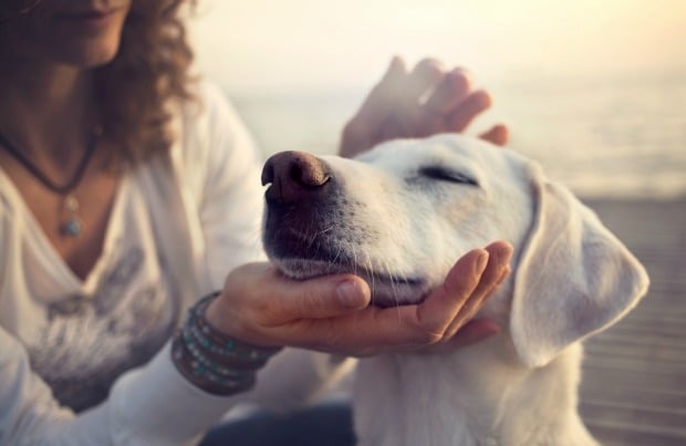 Risultato immagini per The perfect pet for you as per your zodiac sign dog"