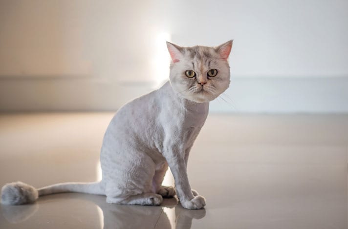 Lion Cut For Cats Pros and Cons